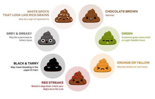 dog poop