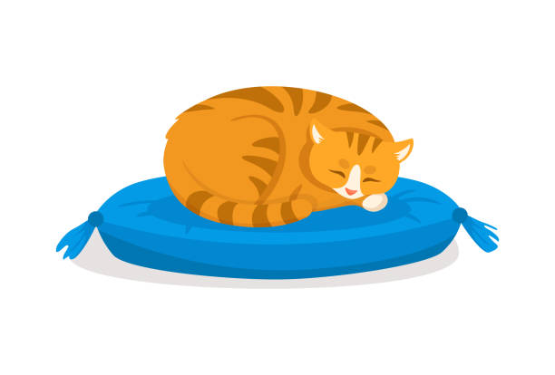 vector cartoon style illustration of yelloow cat