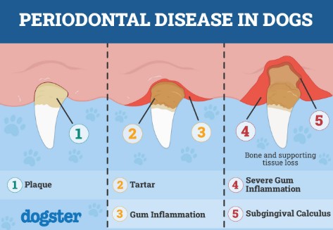 dental 1